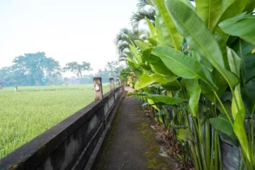 Two Bedroom Private Pool Villa with Ricefield View